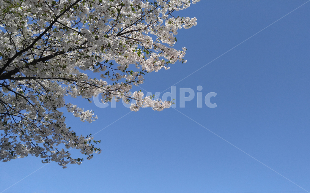 봄,벚꽃,나무,봄꽃,봄나무,봄하늘,하늘,풍경,자연,봄,계절,spring,season,식물,자연,plants,nature,꽃,flower,plant,blossom