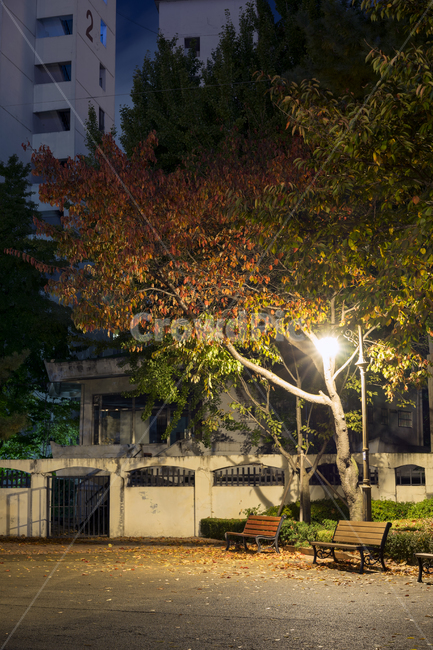 공원,가을공원,가을,야경,밤,가을,계절,fall,autumn,season,야경,밤,풍경,nightscape,night,landscape,tree,나무,plant,식물