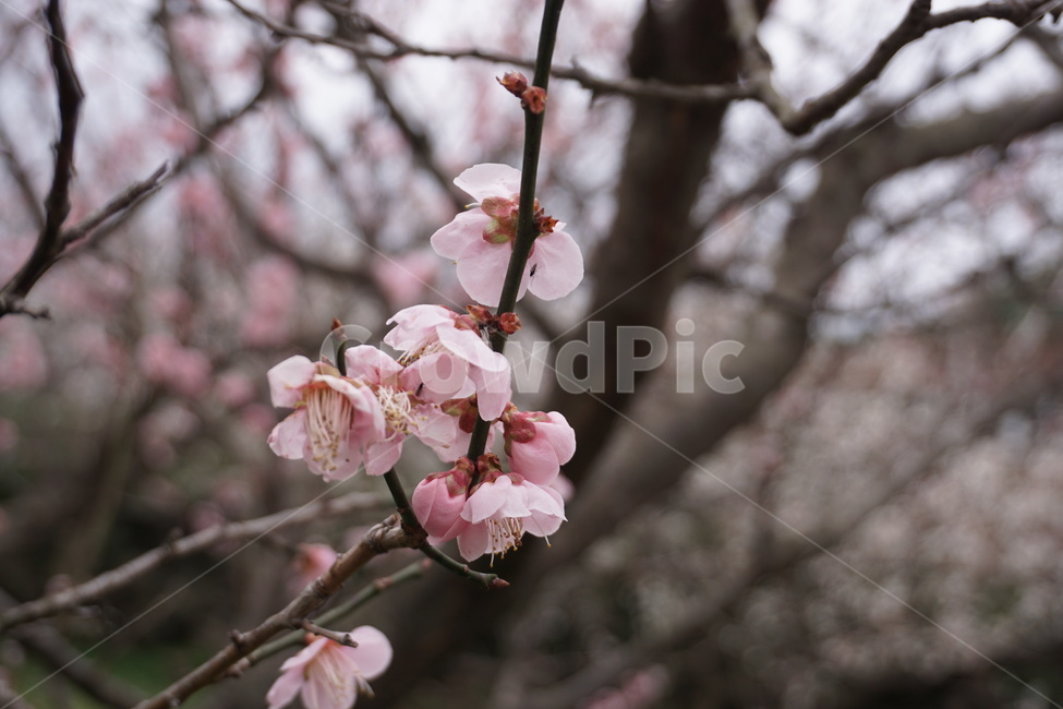 꽃,매화,봄,자연,감성,봄,계절,spring,season,식물,자연,plants,nature,꽃,flower,plant,blossom