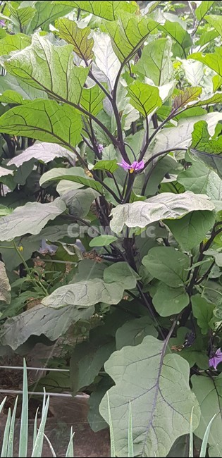 가지,가지밭,가지꽃,보라색,자연,식재료,가지나무,food