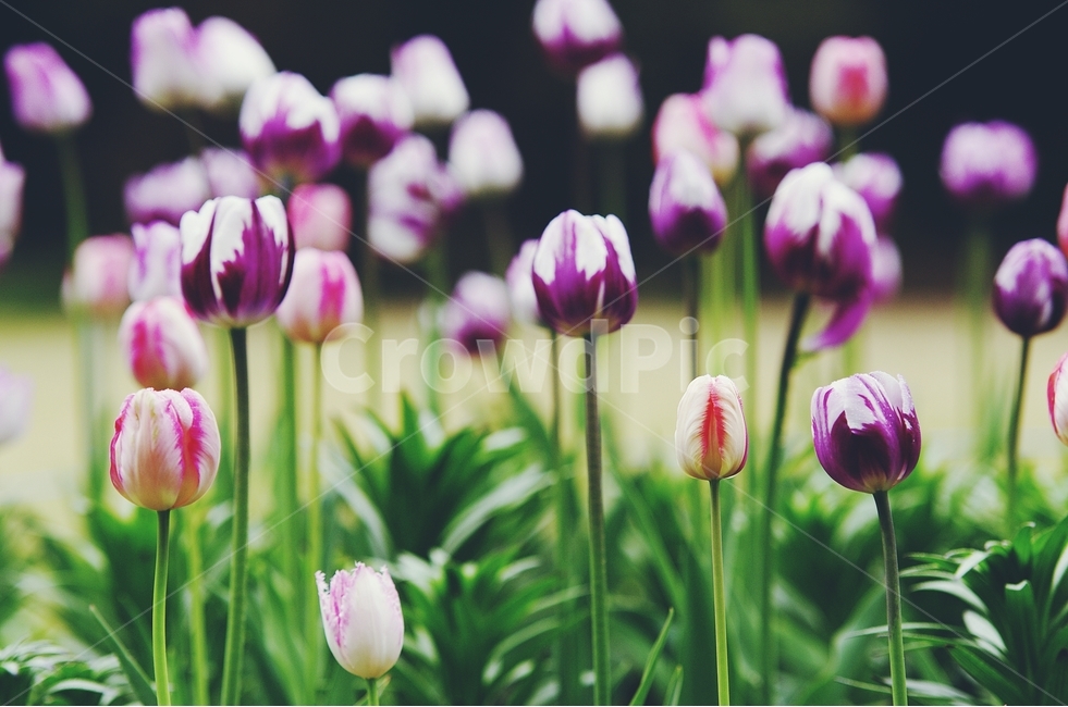 감성사진,봄,꽃,매화,사랑,감사,봄날,봄꽃,4월,벚꽃,튤립꽃,봄,계절,spring,season,식물,자연,plants,nature,꽃,flower,감성,sensible,feeling,plant,blossom