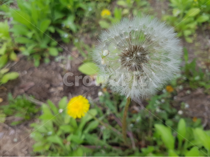 민들레홀씨,민들레,봄,봄꽃,꽃,식물,자연,plants,nature,꽃,flower