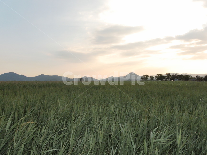 자연,nature,갈대,순천,들,자연,풍경,nature,landscape,grass,잔디,plant,식물,field,outdoors,옥외,grassland,목초지