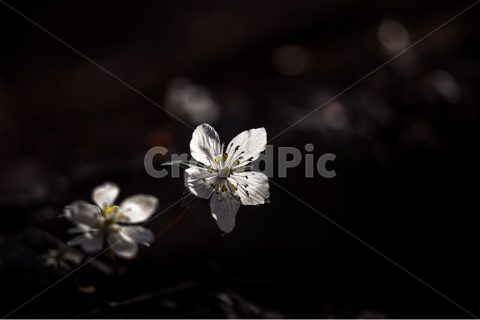 너도바람꽃,야생화,들꽃,봄꽃,식물,자연,flower,nature,식물,자연,plants,nature,꽃,flower