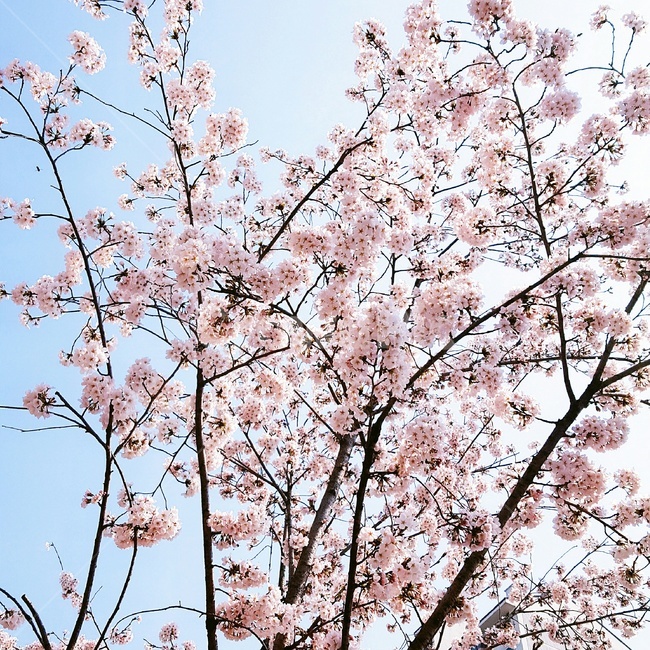벚꽃,분홍,봄,벚꽃놀이,감성