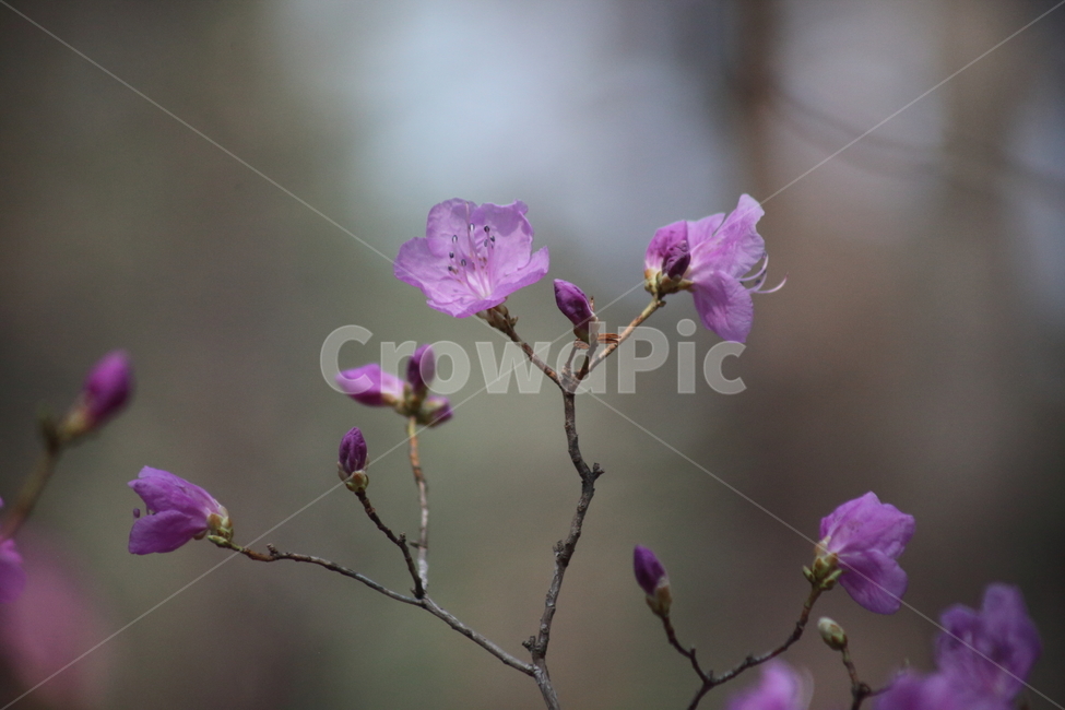 진달래,꽃,두견화,koreanrosebay,봄,봄,계절,spring,season,식물,자연,plants,nature,꽃,flower,blossom,geranium,제라늄,plant