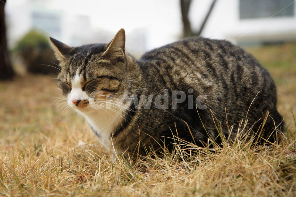 고양이,animal,동물,cat,포유류,mammal,한국외대,낮잠,kitten,kitty,동물,animal,포유류,mammal,고양이,cat,kitten,kitty