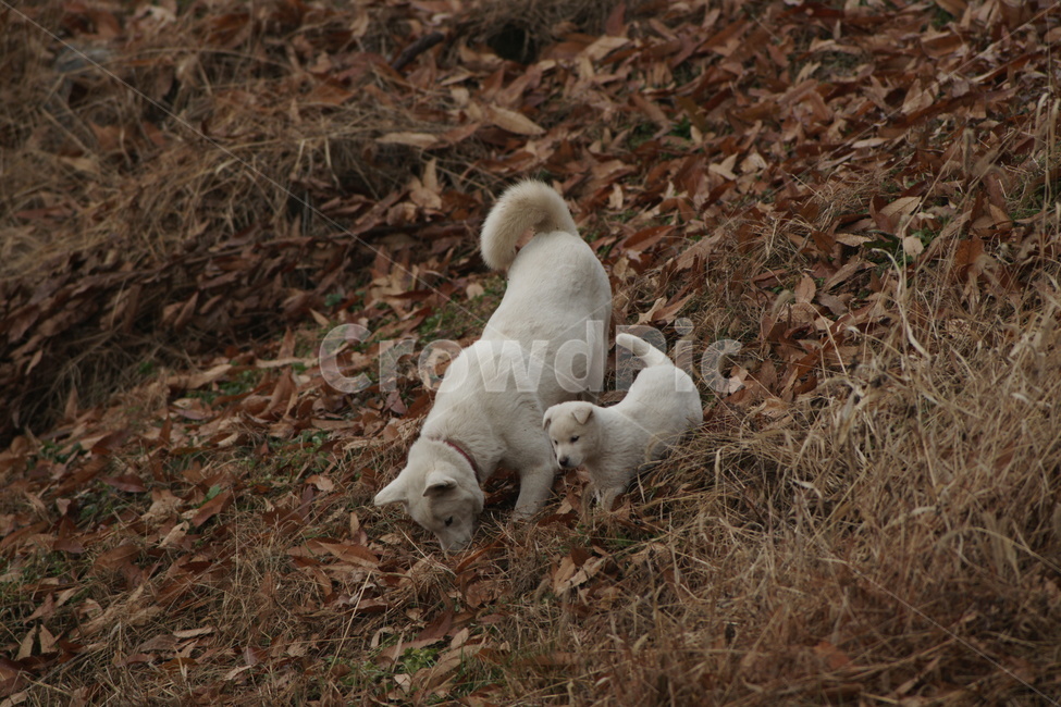 동물,가족,사냥,나들이,강아지,동물,animal,포유류,mammal,개,강아지,dog,doggy