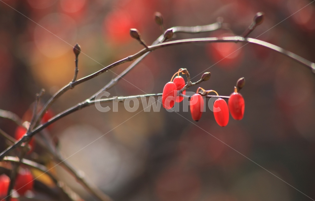 산수유,산수유열매,열매,가을열매,붉은열매,산수유나무,식물,자연,plants,nature,과일,열매,fruit