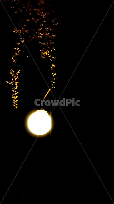 개나리,전등,밤,가로등,night,야경,밤,풍경,nightscape,night,landscape
