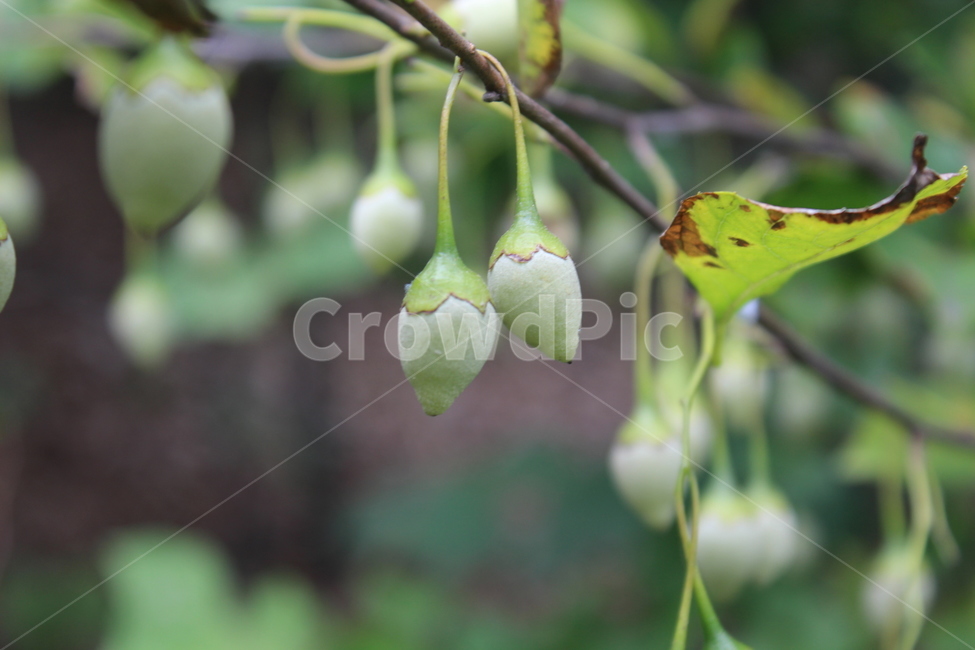plant,식물,tree,나무,열매,나무,trees,wood,과일,열매,fruit