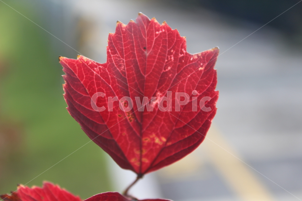 식물,leaf,잎,plant,단풍,가을,계절,fall,autumn,season,veins,정맥,blossom,꽃,rose,장미,flower