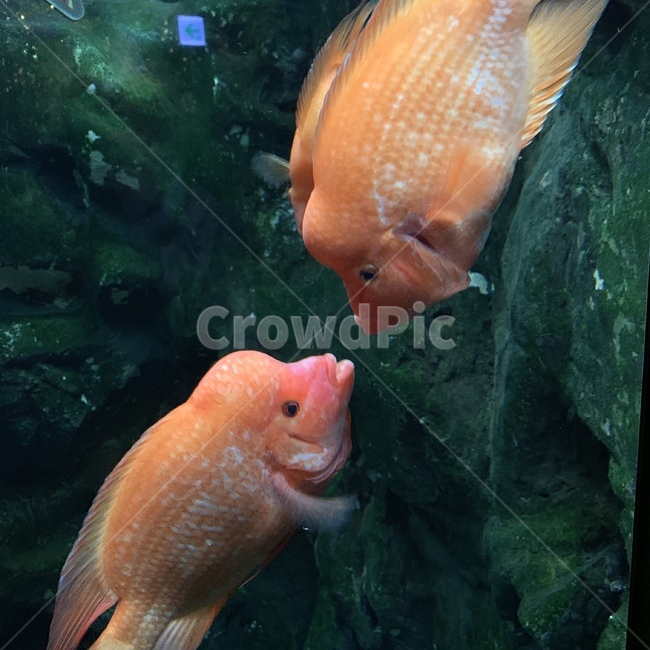 동물,물고기,fish,뽀뽀,키스,연애,아름다움,동물,animal,어류,물고기,fish