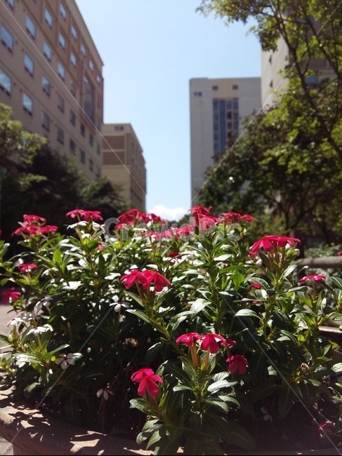 red,dormitory,sight,peaceful,flower,red flower