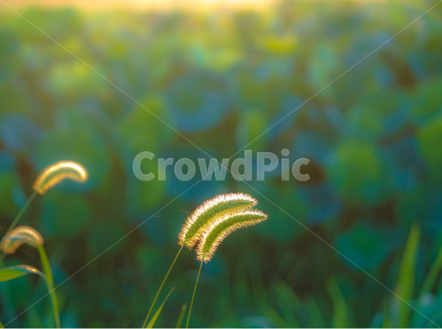 강아지풀,풀,꽃,풀꽃,강아지풀꽃,야생,자연,들풀,식물,자연,plants,nature,감성,sensible,feeling,휴식,힐링,rest,relaxation,healing