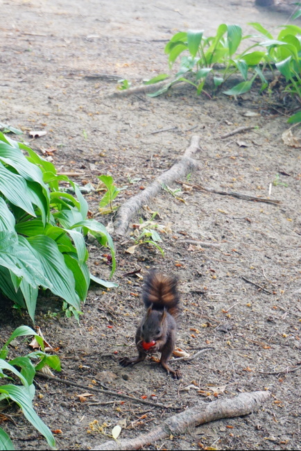 다람쥐,토마토,먹이,야생동물,방울토마토,동물,animal,포유류,mammal