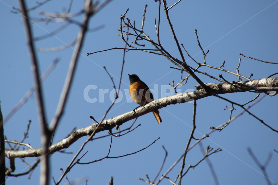 딱새수컷,딱새,새,야생동물,daurianredstart,작은새,식물,자연,plants,nature,나무,trees,wood,동물,animal,조류,새,birds
