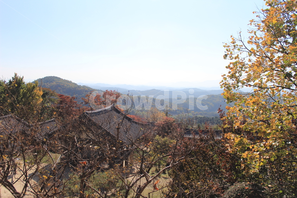 가을소풍,가을하늘,자연,가을향기,nature,가을,계절,fall,autumn,season,식물,자연,plants,nature,나무,trees,wood,outdoors,옥외