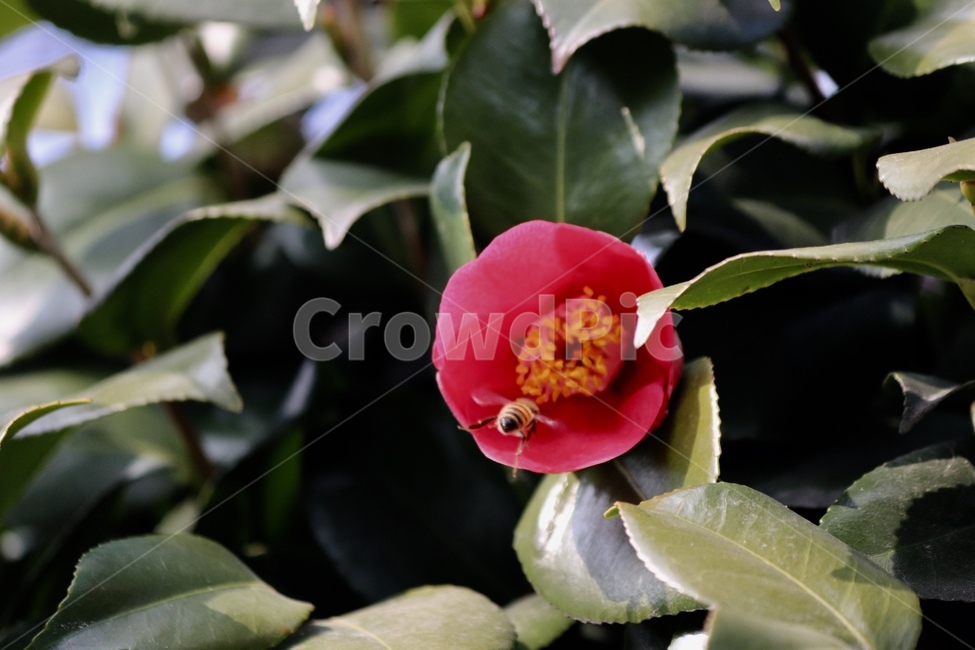 열심히,벌,자연,동물,꽃,식물,자연,plants,nature,꽃,flower,동물,animal,곤충,벌레,insect,bug