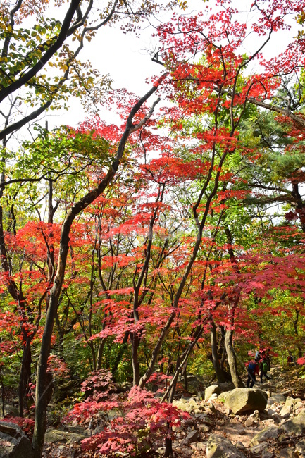 가을,단풍,자연,풍경,북한산,잎,단풍잎,붉은,나무,계절,계곡,숲,힐링,plant,fall,autumn,season,forestnature,landscape,한국자연풍경,한국자연경관,korea,tree,maple,leaf,가을,계절,fall,autumn,season,자연,풍경,nature,landscape,식물,plants,나무,trees,wood