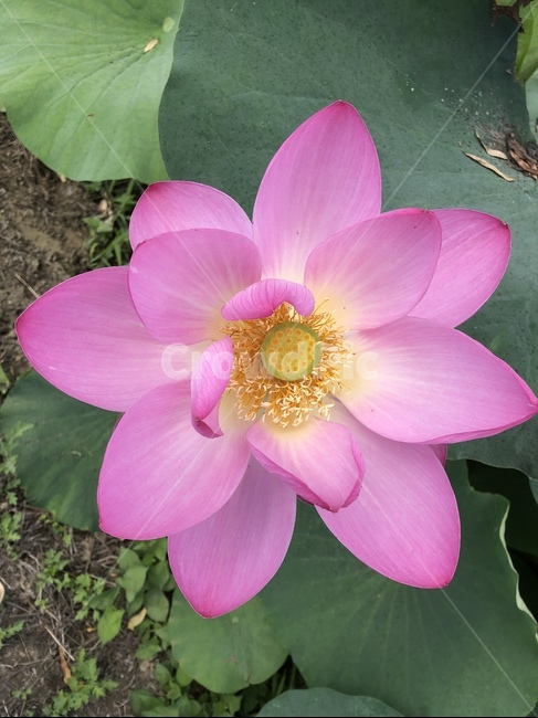 연꽃,연꽃축제,궁남지,꽃,수련