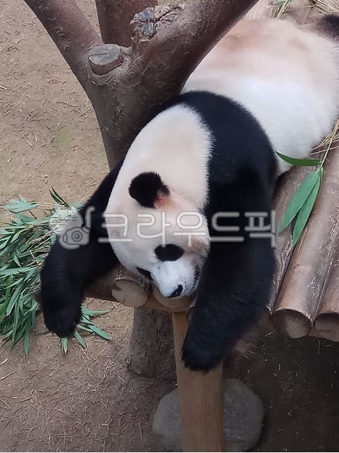 팬더,판다,낮잠,대나무,panda,giantpanda,자이언트팬더,animal,동물,mammal,포유류,bear,곰