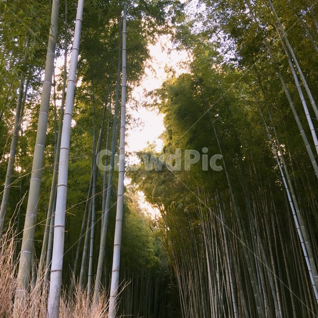 대나무숲,대나무,일본,교토,치쿠린,자연,풍경,nature,landscape,plant,식물