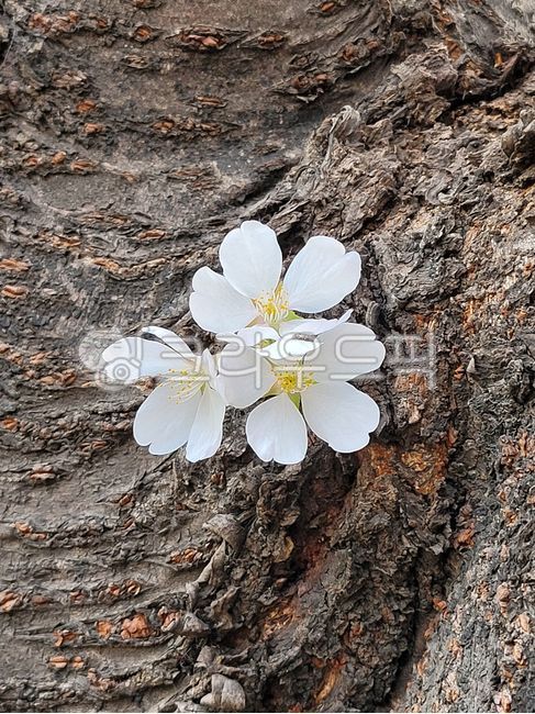 cherry,pretty,Cherry Blossom,nature,tree,flower tree,flower,spring,beautiful,petal,plant,season