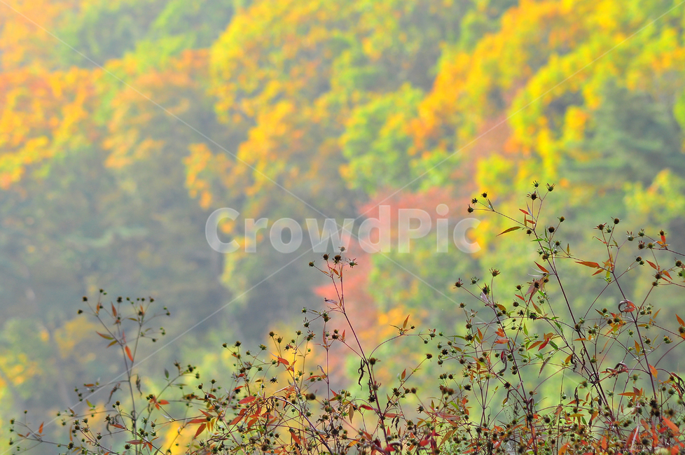 가을,가을풍경,단풍,가을숲,가을서정,칼라풀,fall,autumn,background,landscape,가을분위기,백그라운드,배경,바탕,10월,11월,colorful,가을배경,화려한,색색의,알록달록,시즌,계절,season,들풀,가을산,들꽃,가을감성,가을,계절,fall,autumn,season