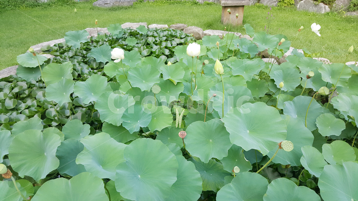 꽃,연꽃,꽃잎,잎,자연,연못,여름,야외,자연미,식물학,수련꽃,화창한,초록,흰색,성장하다,낮,자라다,그린,green,정원가꾸기
