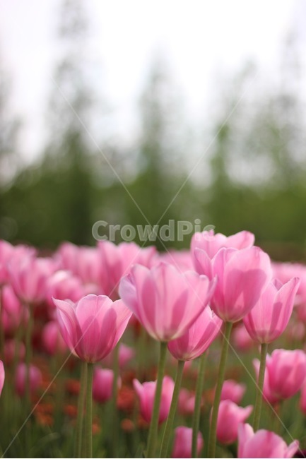 봄,꽃,봄꽃,튤립,컬러,색감,분홍,spring,flower,color,tulip,pink,pinkcolor,봄,계절,spring,season,식물,자연,plants,nature,꽃,flower,plant,blossom