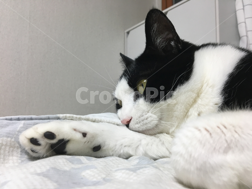 고양이,코숏,반려동물,반려묘,동물,멍,멍때리기,휴식,한마리,눕기
