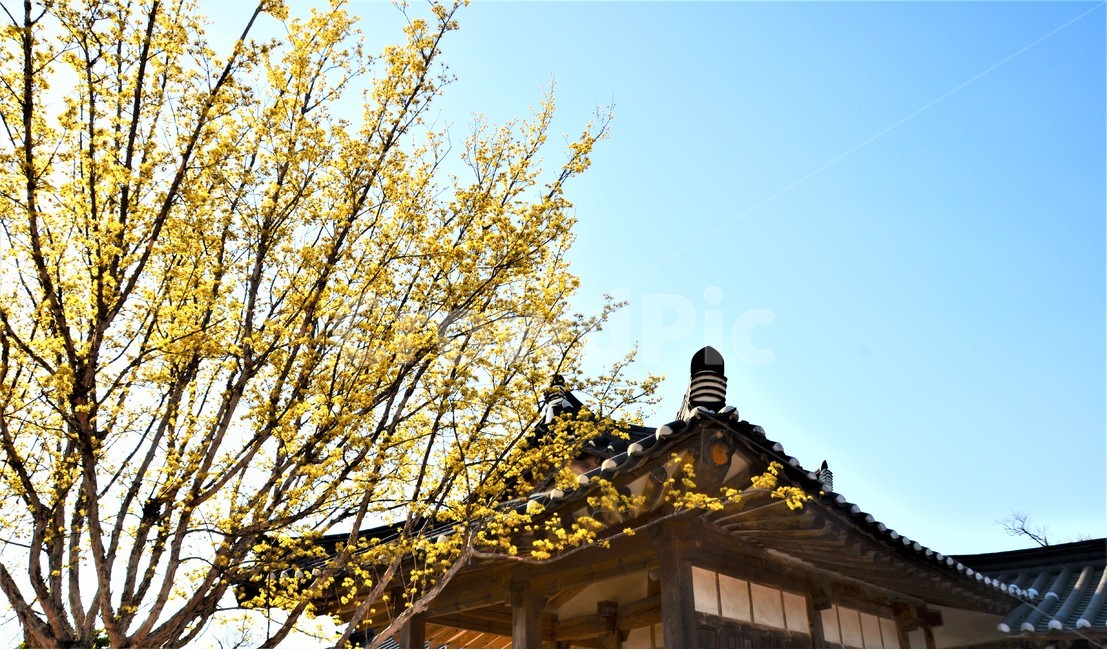 벚꽃,한옥,봄,개나리,경주,봄,계절,spring,season,한국전통,한국문화,korean traditional,korean culture,식물,자연,plants,nature,꽃,flower,나무,trees,wood