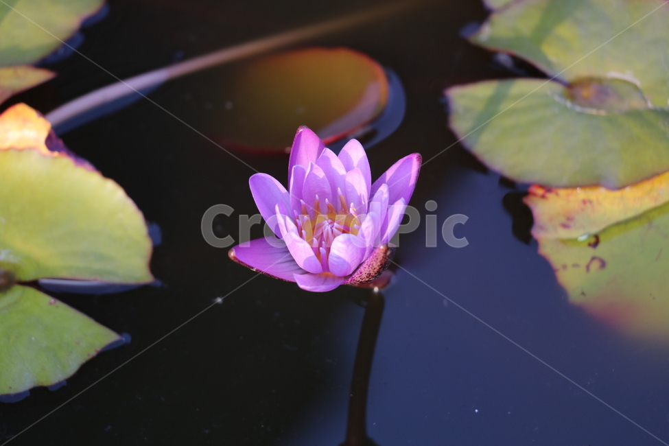 연꽃,서울창포원,꽃사진,꽃,식물,자연,식물,자연,plants,nature,꽃,flower