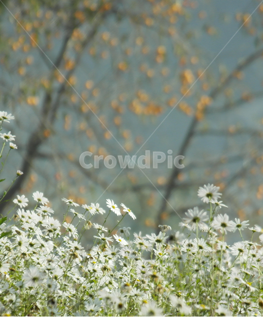 구절초,꽃,가을,감,수확,봄,계절,spring,season,plant,식물