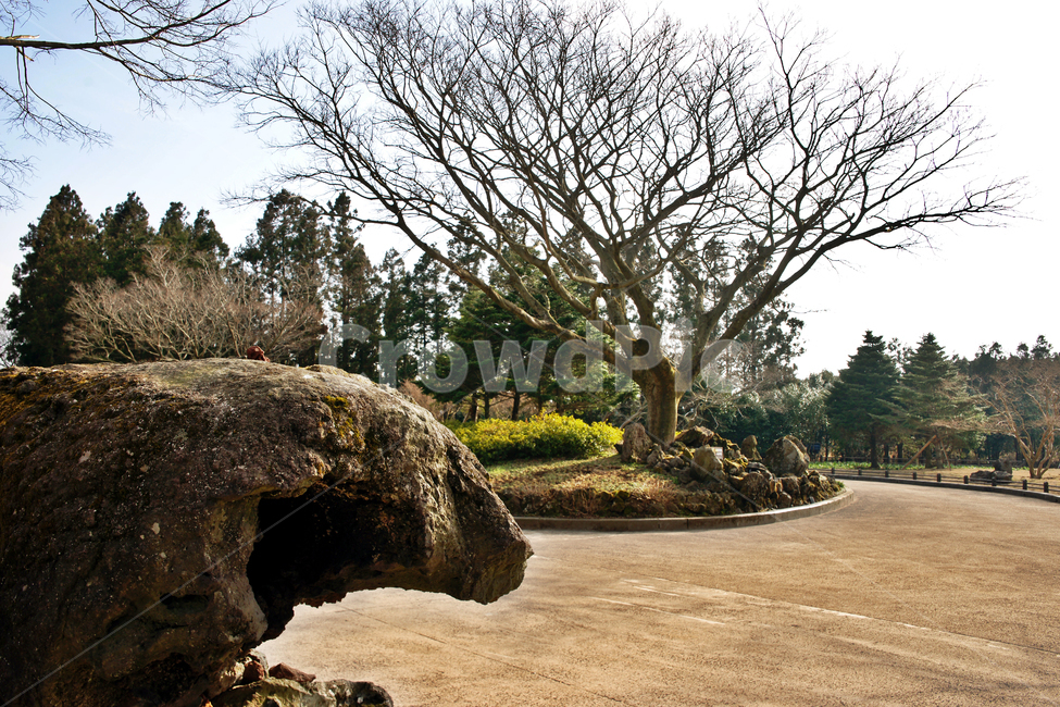 용암수형석,산굼부리,제주,천연기념물제263호,분화구,기생화산,관광지,제주도,jeju,jeju island,tree,나무,plant,식물,tree trunk,나무 줄기
