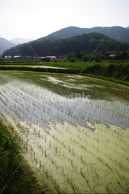 논,식물,plant,풍경,산,시골,자연,풍경,nature,landscape,산업,industry,industrial,농업,농사,agriculture,farming,farming industry,outdoors,옥외,grassland,목초지,field,들,paddy field,패디 필드
