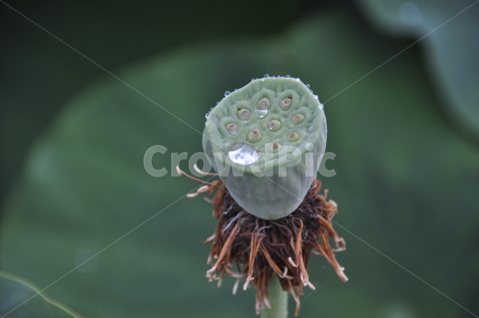 연꽃,연뿌리,plant,식물,연,식물,자연,plants,nature