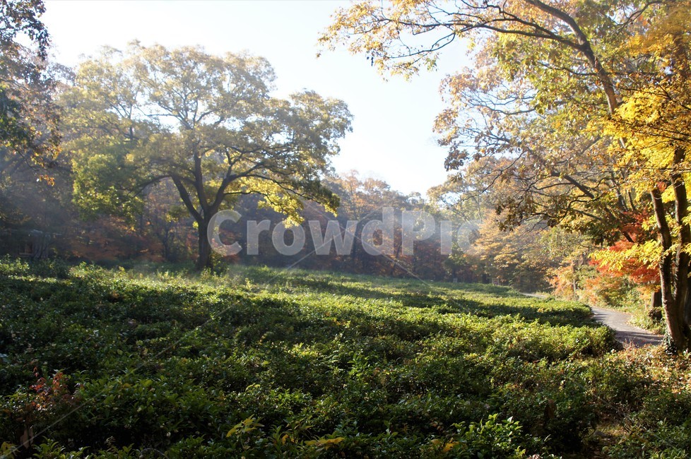 가을,단풍,나무,자연,식물,감성,자연풍경,풍경,trees,nature,autumn,season,emotion,아침빛,안개,녹차,자연,풍경,nature,landscape,tree,plant,tree trunk,나무 줄기