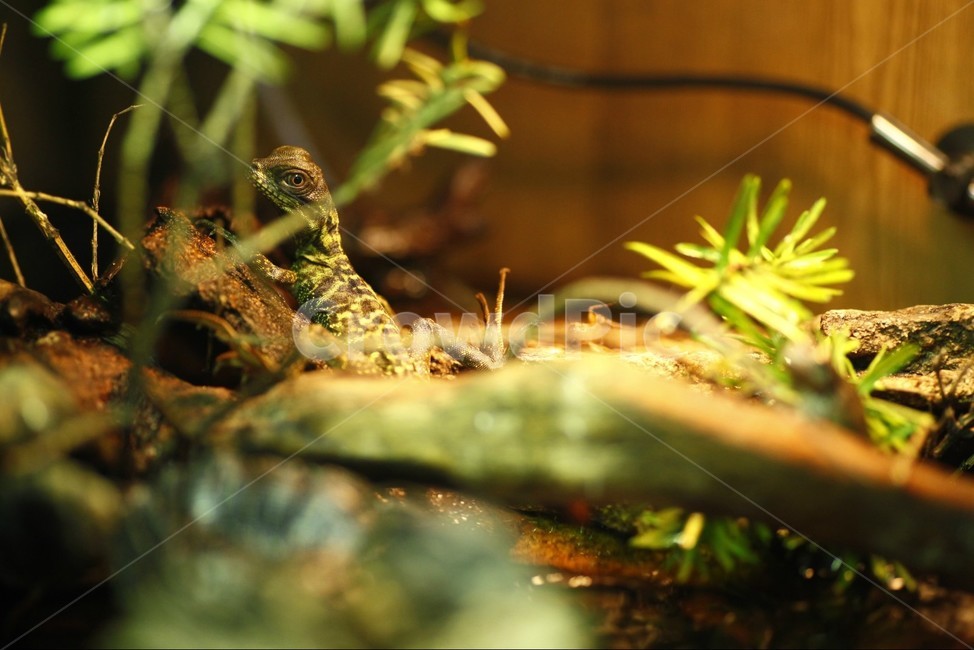 도마뱀,세일핀,리자드,lizard,sailpine,사육,귀여움,qute,수조,비바리움,테라리움,멋진,great,자연,nature