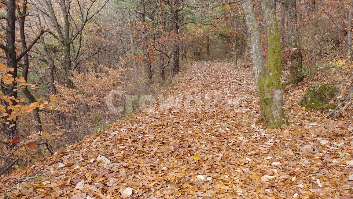 오솔길,가을오솔길,산책로,호젓함,고요함,가을정취,가을,가을풍경,가을,계절,fall,autumn,season,자연,풍경,nature,landscape,ground,바닥,tree,나무,plant,식물,tree trunk,나무 줄기