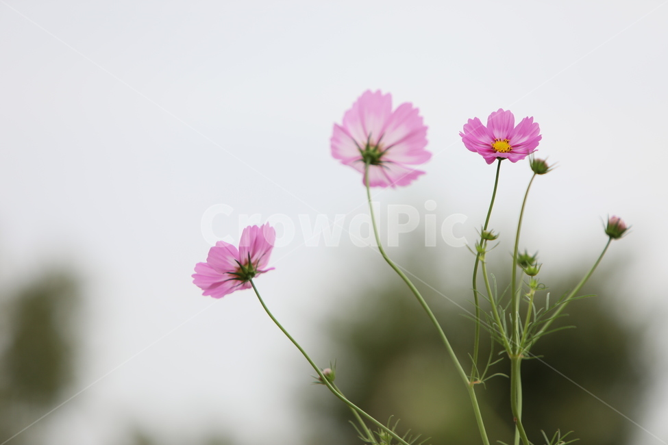 코스모스,가을풍경,가을꽃,꽃,아름다움,가을,계절,fall,autumn,season,식물,자연,plants,nature,꽃,flower,geranium,제라늄,blossom,plant