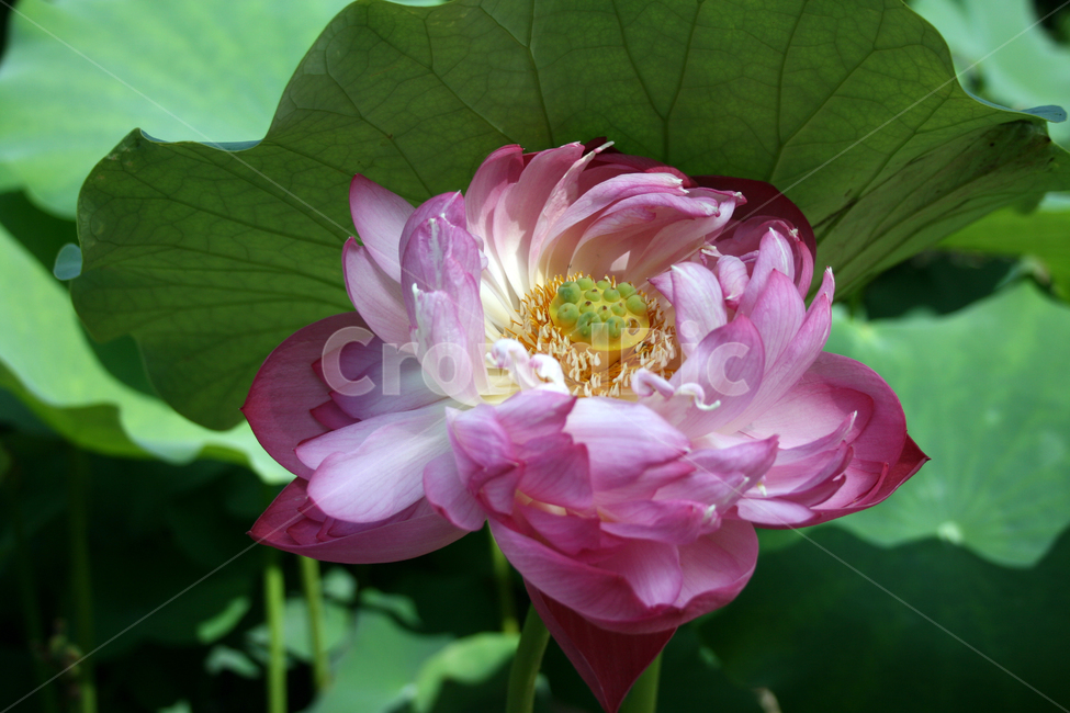 연꽃,연잎,식물,flower,plants,nature,꽃,꽃봉오리,연못,식물,자연,plants,nature,꽃,flower
