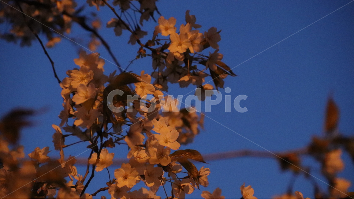 벚꽃축제,벚꽃,초승달,봄,개화,봄,계절,spring,season,야경,밤,풍경,nightscape,night,landscape,꽃,flower,plant,식물,leaf,잎,tree,나무
