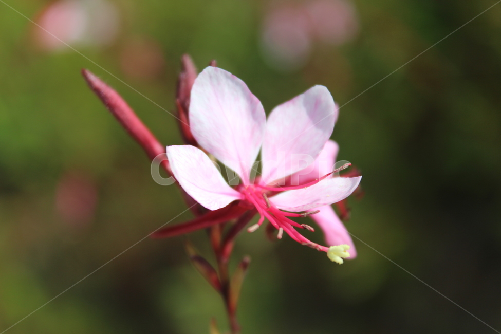 plant,식물,flower,꽃,blossom,식물,자연,plants,nature,꽃,flower