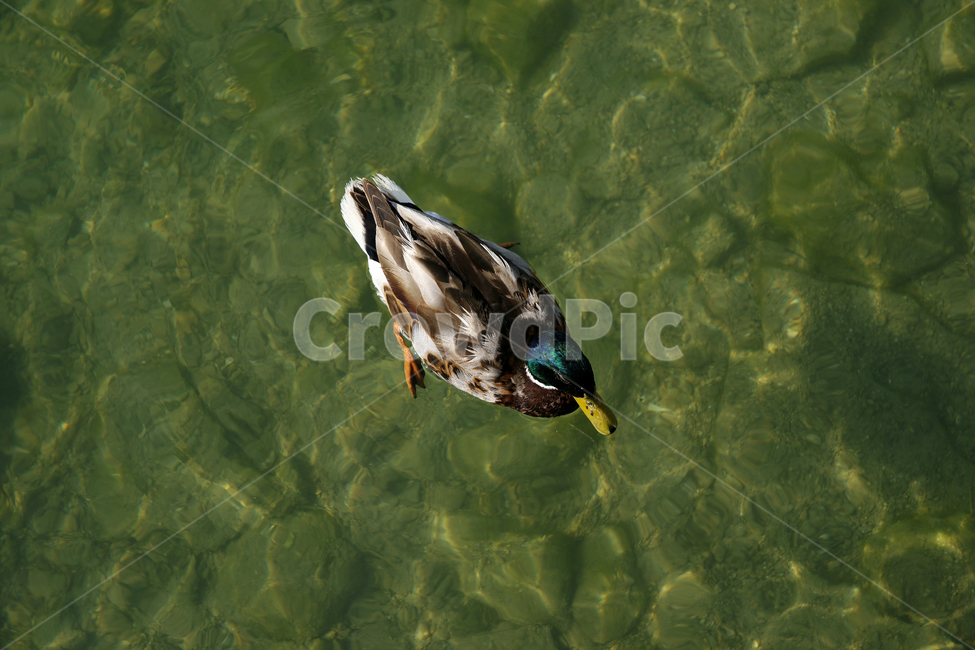mallard,청둥오리,animal,동물,duck,물새,waterfowl,새,bird,오리,동물,animal,조류,새,birds