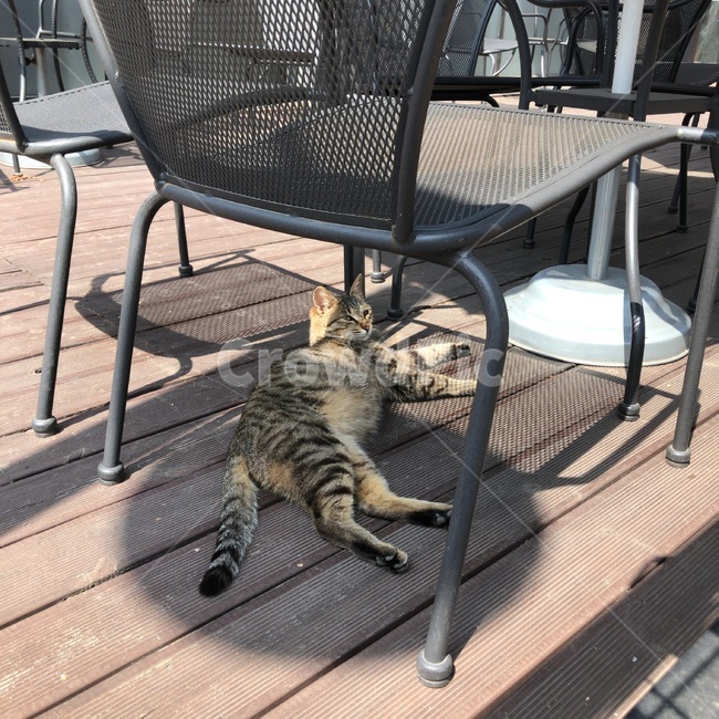고양이,누워있는고양이,카페테라스,얼룩고양이,카페의자,cat,terrace,kitty,koreanshorthair,코숏,lyingcat,afternoon