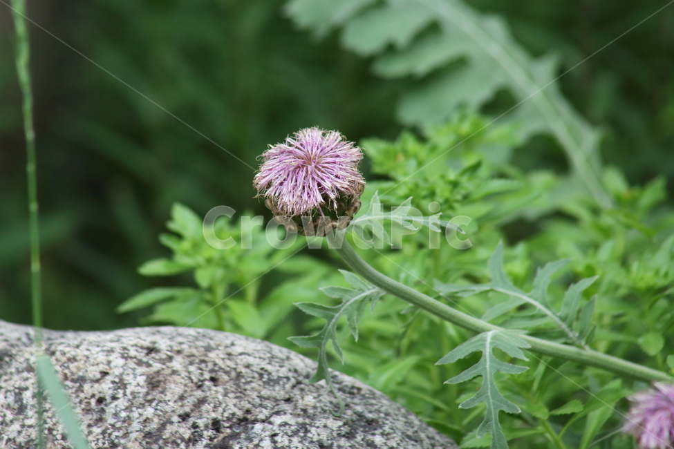 뻐꾹채,꽃,봄,뻐꾹나물,uniflowerswisscentury