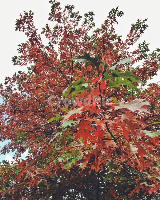 foliage,maple,단풍,fall,autumn,fallfoliage,autumncolors,autumnfoliage,autumnleaves,자연,nature,leaf,잎,plant,식물,tree,나무,가을,계절,fall,autumn,season,식물,자연,plants,nature,나무,trees,wood