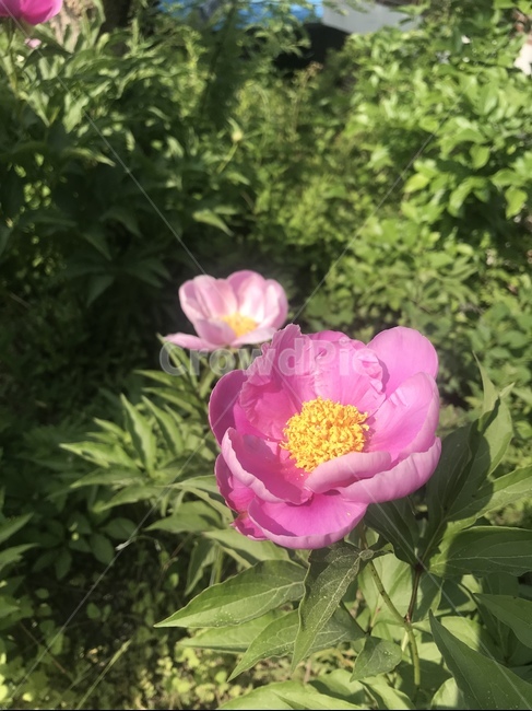 plant,peony,식물,꽃,flower,작약